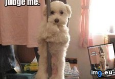 funny pictures - I Has A Hotdog: Sure it is; that's what they all say! (#Funny #All #Say #Hotdog #Has) - 38 KB Tags: all, funny, has, hotdog, say (Pict. in LOLCats, LOLDogs and cute animals)