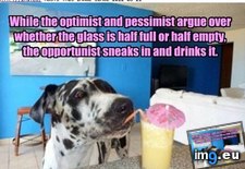 Tags: funny, has, hotdog, opportunist (Pict. in LOLCats, LOLDogs and cute animals)