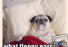 Tags: callin, floppy, funny, has, hotdog, who, you (Pict. in LOLCats, LOLDogs and cute animals)