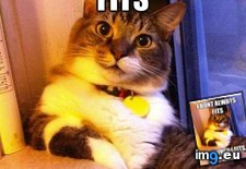 Tags: definition, fits, funny, loose, use (Pict. in LOLCats, LOLDogs and cute animals)