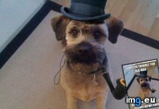 Tags: funny, sir (Pict. in LOLCats, LOLDogs and cute animals)