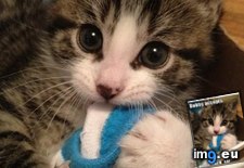 Tags: accepts, dobby, funny, lolcats (Pict. in LOLCats, LOLDogs and cute animals)