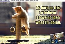Tags: figure, funny, lolcats, lot, out, sugar, time, worry, you (Pict. in LOLCats, LOLDogs and cute animals)