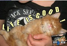 Tags: funny, isn, lolcats (Pict. in LOLCats, LOLDogs and cute animals)