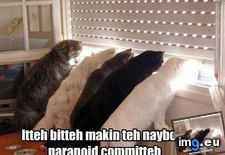 Tags: are, funny, get, lolcats, not, out, paranoia, you (Pict. in LOLCats, LOLDogs and cute animals)