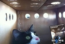 Tags: dinger, funny, lolcats, schr (Pict. in LOLCats, LOLDogs and cute animals)