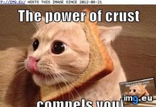 Tags: can, funny, his, holy, lolcats, resist, wheatiness, you (Pict. in LOLCats, LOLDogs and cute animals)