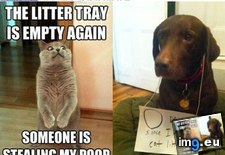 Tags: funny, mystery, solved (Pict. in LOLCats, LOLDogs and cute animals)