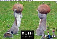 funny pictures - No More Breaking Bad for You, Squirrel! (#Funny #You #For #Bad #Breaking #Squirrel) - 66 KB Tags: bad, breaking, for, funny, squirrel, you (Pict. in LOLCats, LOLDogs and cute animals)