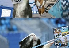 Tags: funny, games, guinea, pig (Pict. in LOLCats, LOLDogs and cute animals)