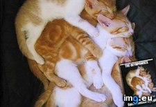 Tags: cutest, evar, funny, gold, medal, winners (Pict. in LOLCats, LOLDogs and cute animals)
