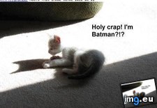 Tags: cat, dark, funny, rises (Pict. in LOLCats, LOLDogs and cute animals)