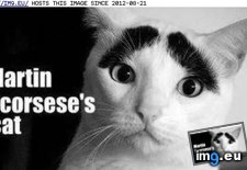 Tags: cat, festival, film, funny, internet, video (Pict. in LOLCats, LOLDogs and cute animals)