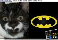 Tags: batman, funny, kitty, moustache, symbol, totally (Pict. in LOLCats, LOLDogs and cute animals)