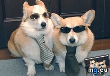 Tags: dog, funny, mission (Pict. in LOLCats, LOLDogs and cute animals)