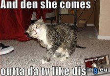 Tags: cat, funny, meme, ring, wet (Pict. in Funny pics and meme mix)