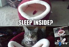 Tags: burnt, funny (Pict. in LOLCats, LOLDogs and cute animals)
