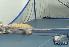 Tags: champ, funny, ping, pong (GIF in My r/FUNNY favs)