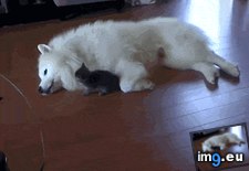 Tags: funny, play (GIF in My r/FUNNY favs)