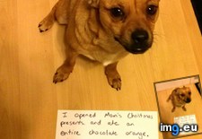 Tags: christmas, early, funny, got, present, she (Pict. in My r/FUNNY favs)