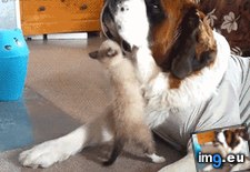 Tags: funny, kitty, poor (GIF in My r/FUNNY favs)
