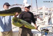 Tags: big, fish, funny, gifs (GIF in My r/FUNNY favs)