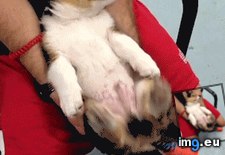 Tags: funny, puppy, relaxed (GIF in My r/FUNNY favs)