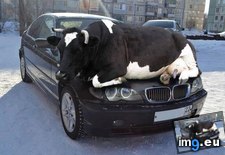 Tags: animals, arches, are, attracted, cars, check, colder, funny, get, hiding, places, warmth, wheel (Pict. in My r/FUNNY favs)