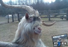 Tags: funny, goat, photogenic, ridiculously (Pict. in My r/FUNNY favs)