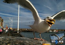 Tags: eat, french, fry, funny, seagull (Pict. in My r/FUNNY favs)