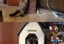 Tags: cat, did, friend, funny, had, heating, house, nice, pad, putting, she, thought, war, was (Pict. in My r/FUNNY favs)