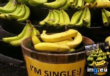 Tags: bananas, funny, single (Pict. in My r/FUNNY favs)