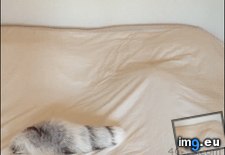 Tags: attack, bitch, funny, sneak (GIF in My r/FUNNY favs)