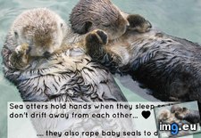Tags: cute, funny (Pict. in My r/FUNNY favs)