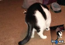 Tags: black, cat, constantly, friends, funny, humped (Pict. in My r/FUNNY favs)