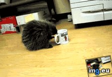 Tags: coffee, funny, morning, spike (GIF in My r/FUNNY favs)