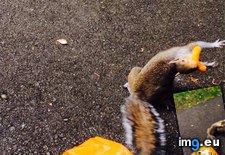 Tags: cheeto, funny, runs, squirrel, steals (Pict. in My r/FUNNY favs)