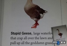 Tags: funny, geese, stupid (Pict. in My r/FUNNY favs)