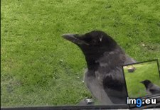 Tags: funny, mofo, surprise (GIF in My r/FUNNY favs)