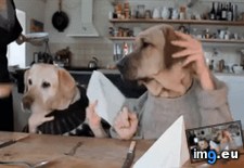 Tags: accidental, eye, funny, poke, real (GIF in My r/FUNNY favs)