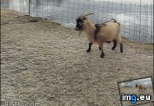 Tags: funny, goat, kidding, stop, won (GIF in My r/FUNNY favs)