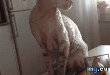 Tags: animalsbeingjerks, funny (GIF in My r/FUNNY favs)