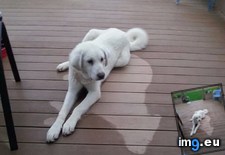 Tags: deck, dog, funny, imprint, left, rain, slept (Pict. in My r/FUNNY favs)