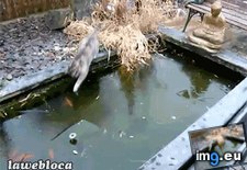 Tags: field, fish, force, funny, new (GIF in My r/FUNNY favs)