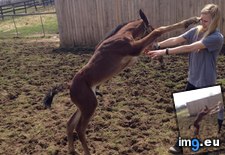 Tags: face, funny, horse, moment, punched, sister, was (Pict. in My r/FUNNY favs)