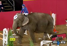 Tags: elephant, fucks, funny, hurdle, nimble, rounds (GIF in My r/FUNNY favs)
