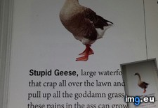Tags: funny, geese, real, truth (Pict. in My r/FUNNY favs)