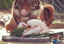 Tags: francisco, funny, jillian, picture, posted, san, thanksgiving, zoo (Pict. in My r/FUNNY favs)