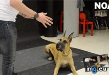 Tags: dog, funny, kinds, people, two (GIF in My r/FUNNY favs)