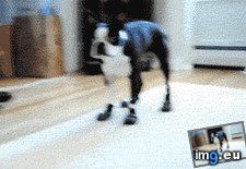 Tags: ceases, funny, gif, laugh (GIF in My r/FUNNY favs)